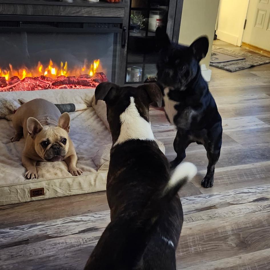 Enlarge Tiffy, a Adoptable mixed breed in Ferndale, MI image 6/6