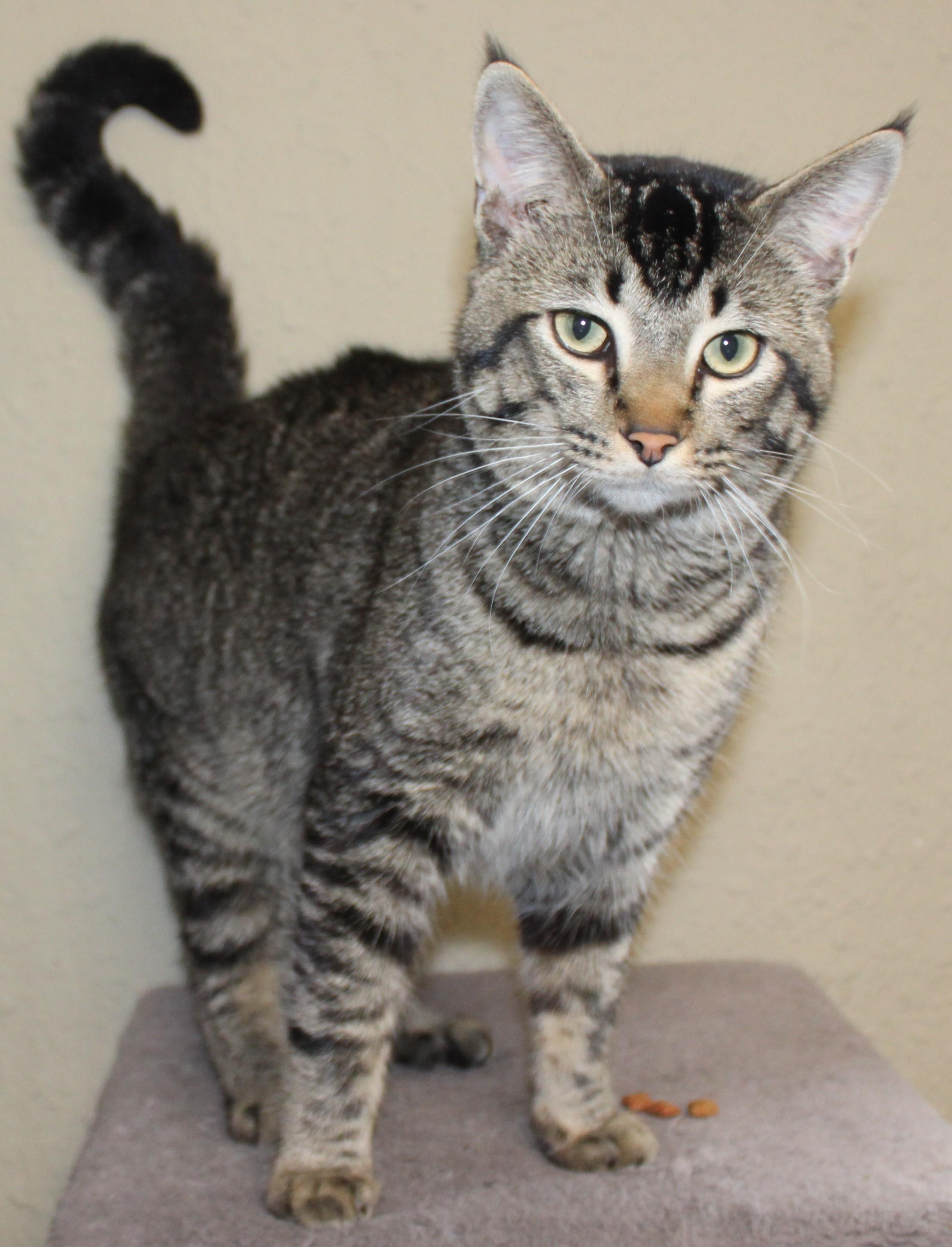 Enlarge Bobcat, an adopted mixed breed in Huron, SD image 1/3