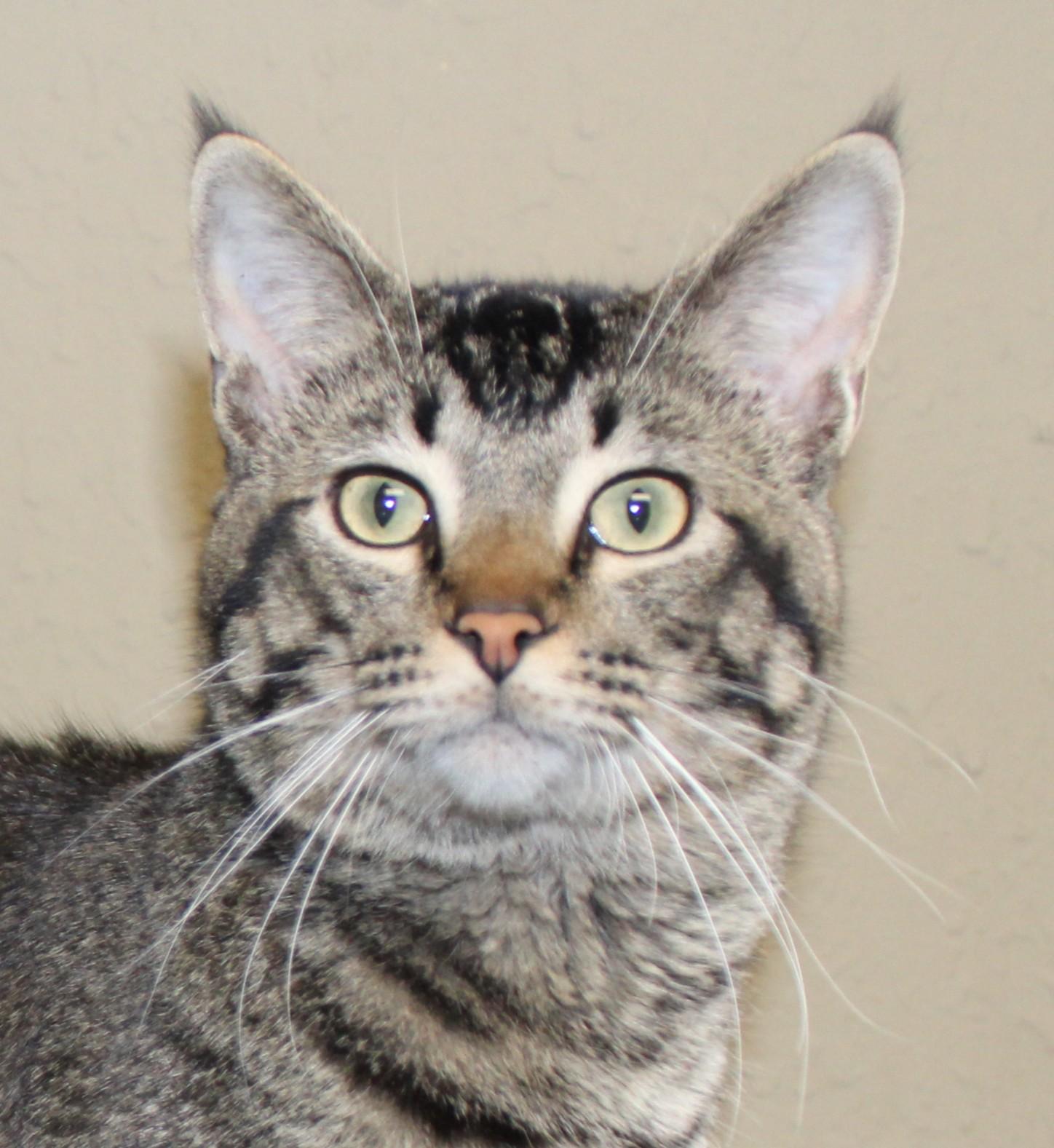 Enlarge Bobcat, an adopted mixed breed in Huron, SD image 2/3