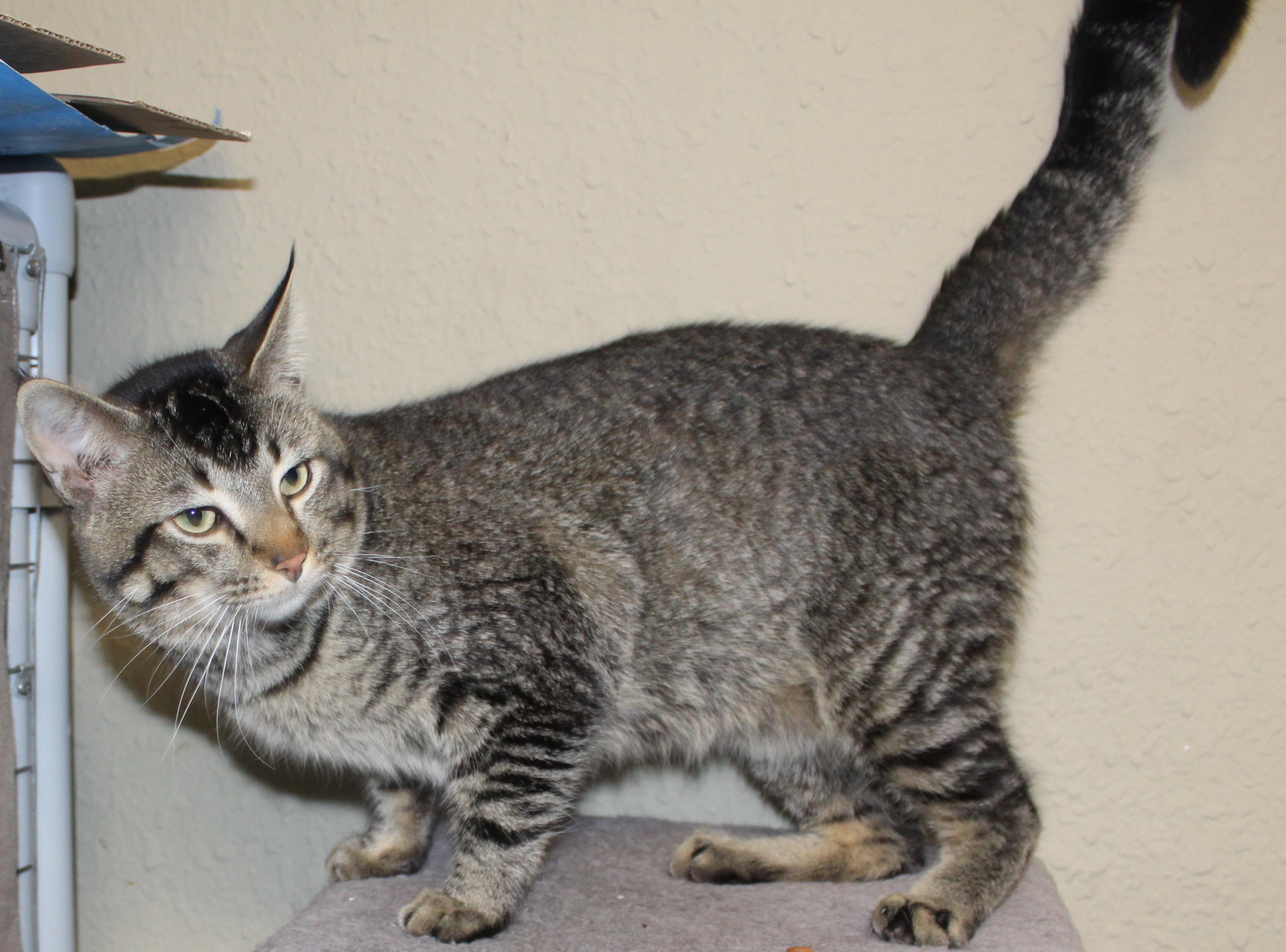 Enlarge Bobcat, an adopted mixed breed in Huron, SD image 3/3