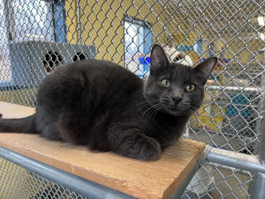 Enlarge Rayne, a Adoptable mixed breed in Syracuse, IN image 1/1