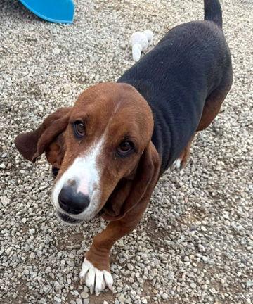 BROOK, Adoptable, Young Female Basset Hound.