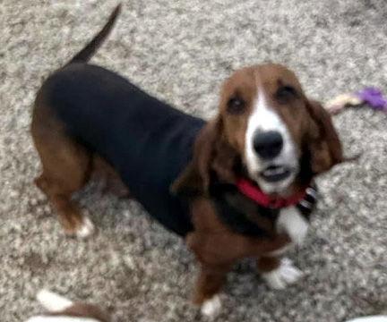 Enlarge BROOK, a Adoptable Basset Hound in Mays Landing, NJ image 3/3