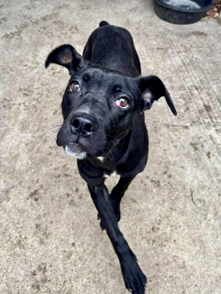 Charity, ADOPTABLE, Adult Female Pit Bull Terrier.