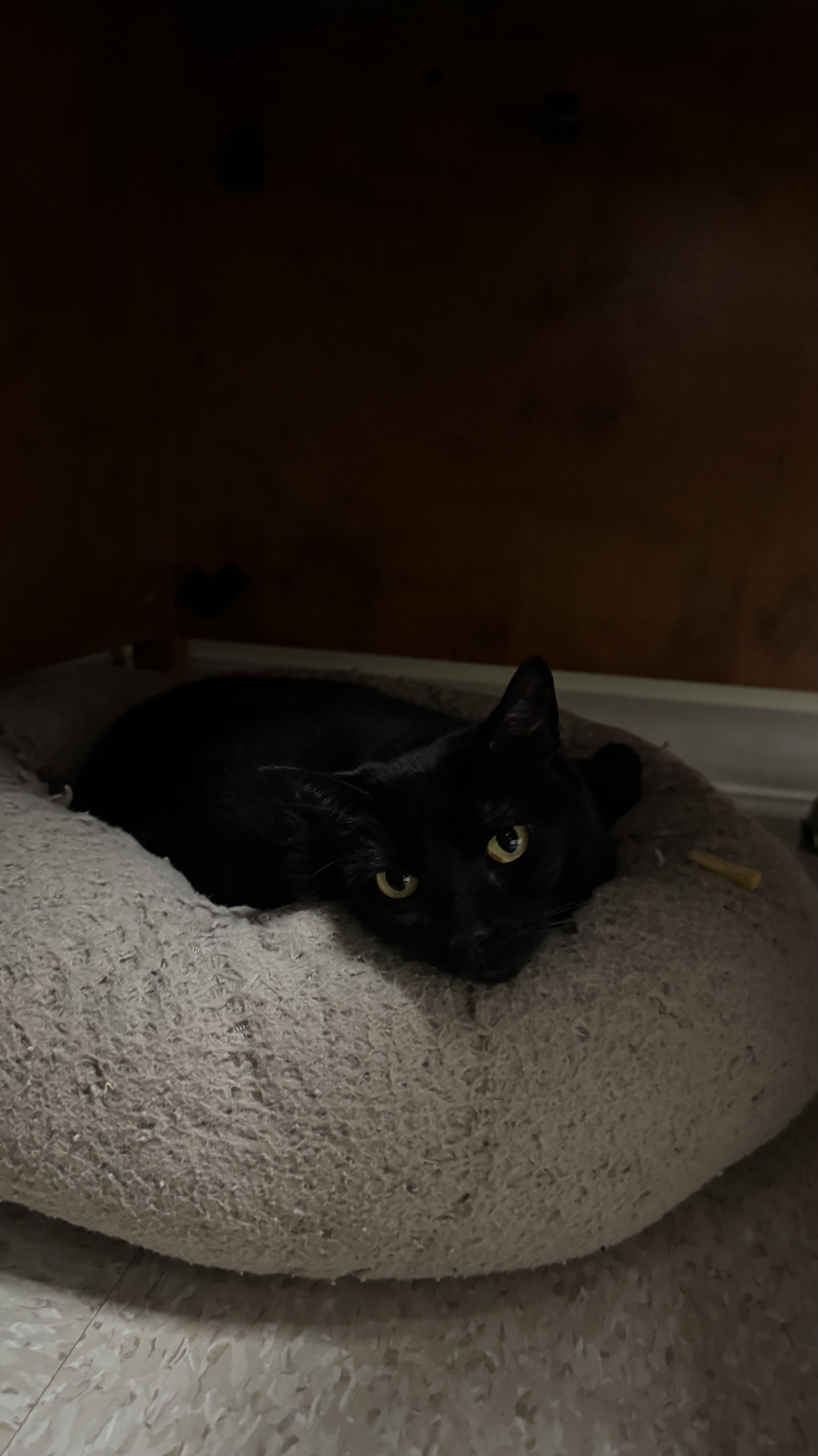 Luna, ADOPTABLE, Senior Female Domestic Short Hair.