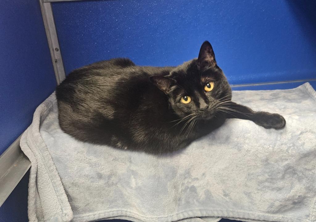 Enlarge Luna, an adoptable Domestic Short Hair in Fall River, MA image 1/1