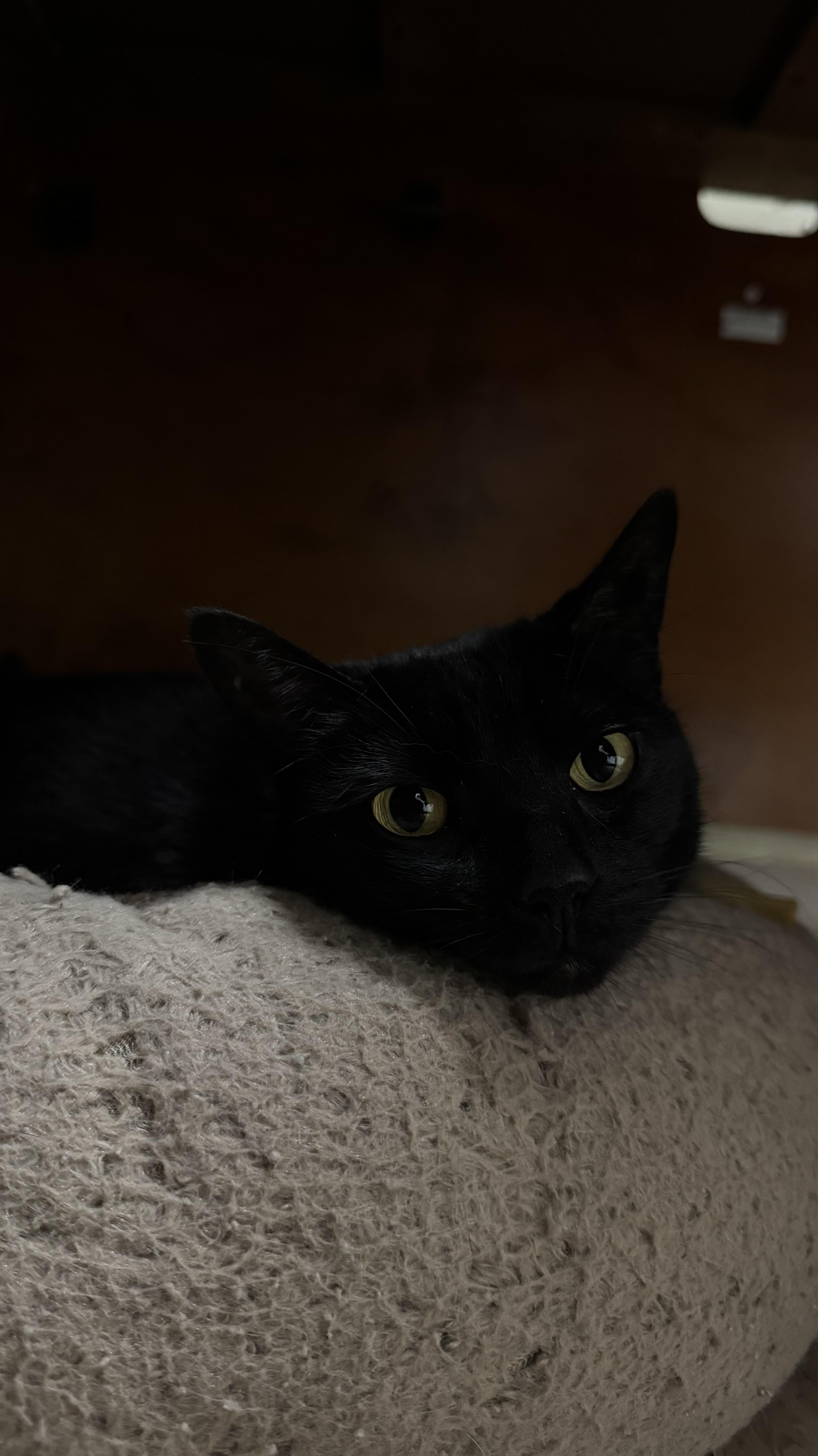 Enlarge Luna, a ADOPTABLE Domestic Short Hair in Fall River, MA image 3/3