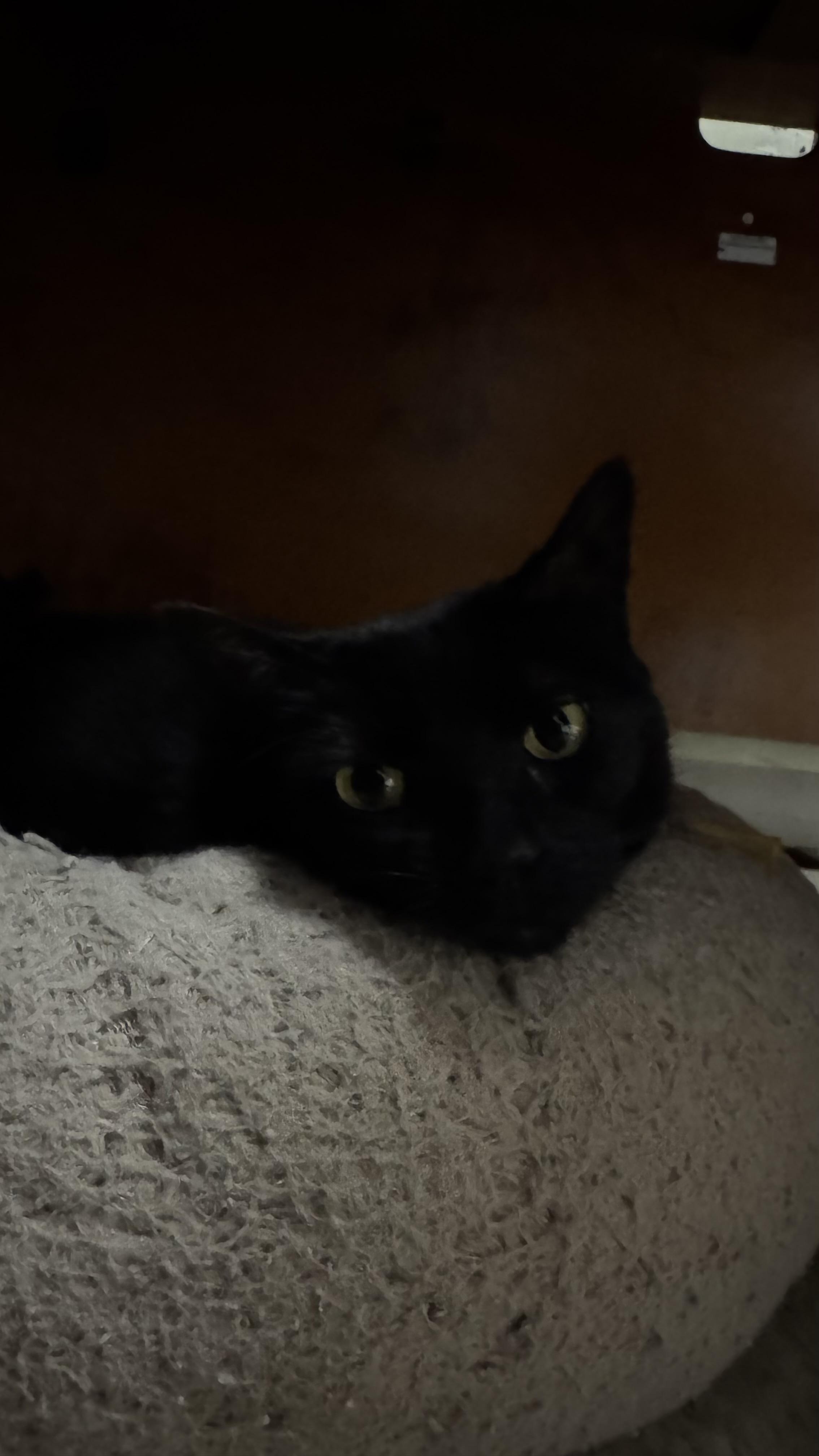 Enlarge Luna, a ADOPTABLE Domestic Short Hair in Fall River, MA image 2/3