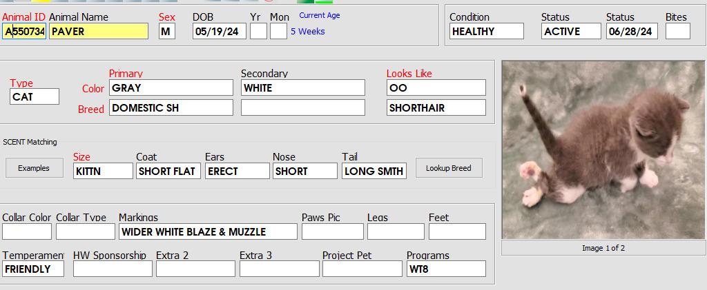 Enlarge Paver, a Adoptable Domestic Short Hair in Orlando, FL image 2/2