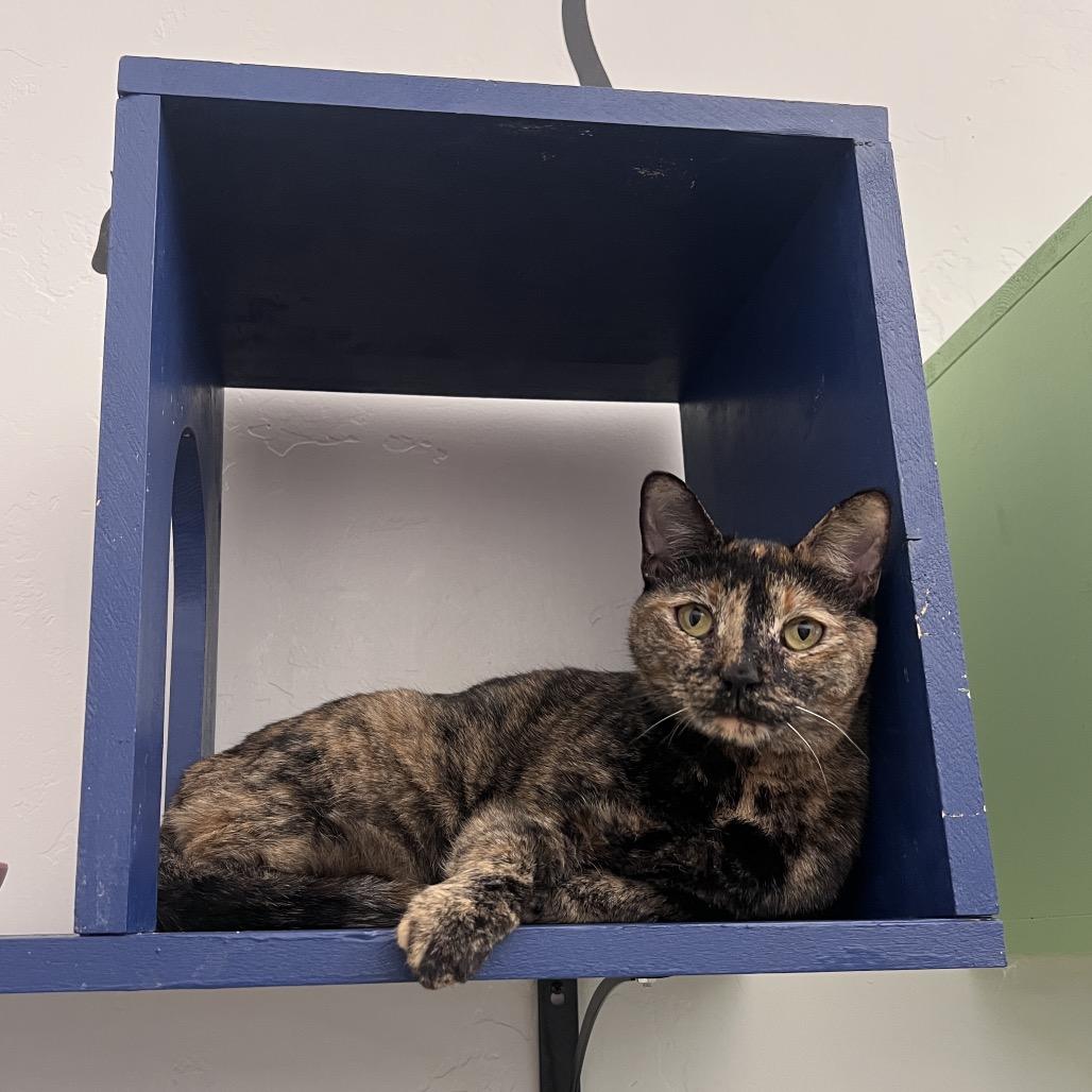 Praline, Adoptable, Adult Female Domestic Short Hair.