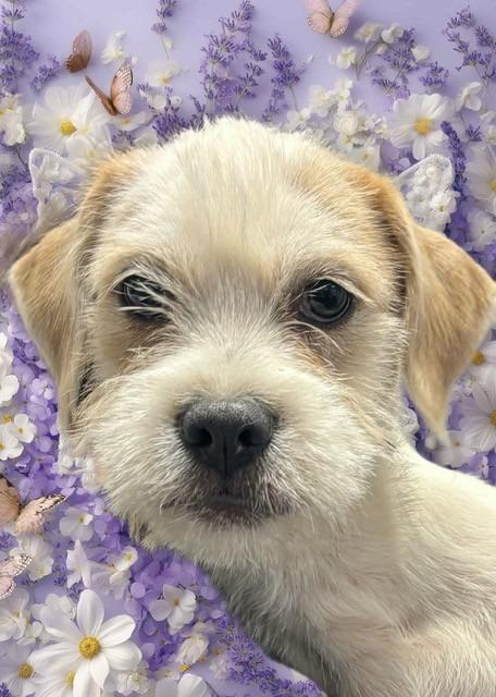 Enlarge Blue, a Adoptable mixed breed in Red Oak, TX image 1/1