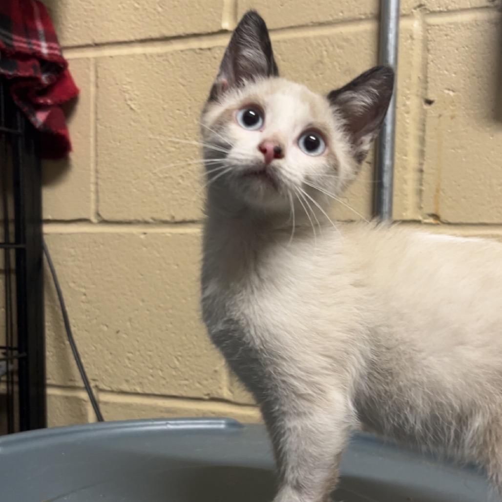 Enlarge Monday 4, a Adoptable Domestic Short Hair in Monroeville, AL image 1/2