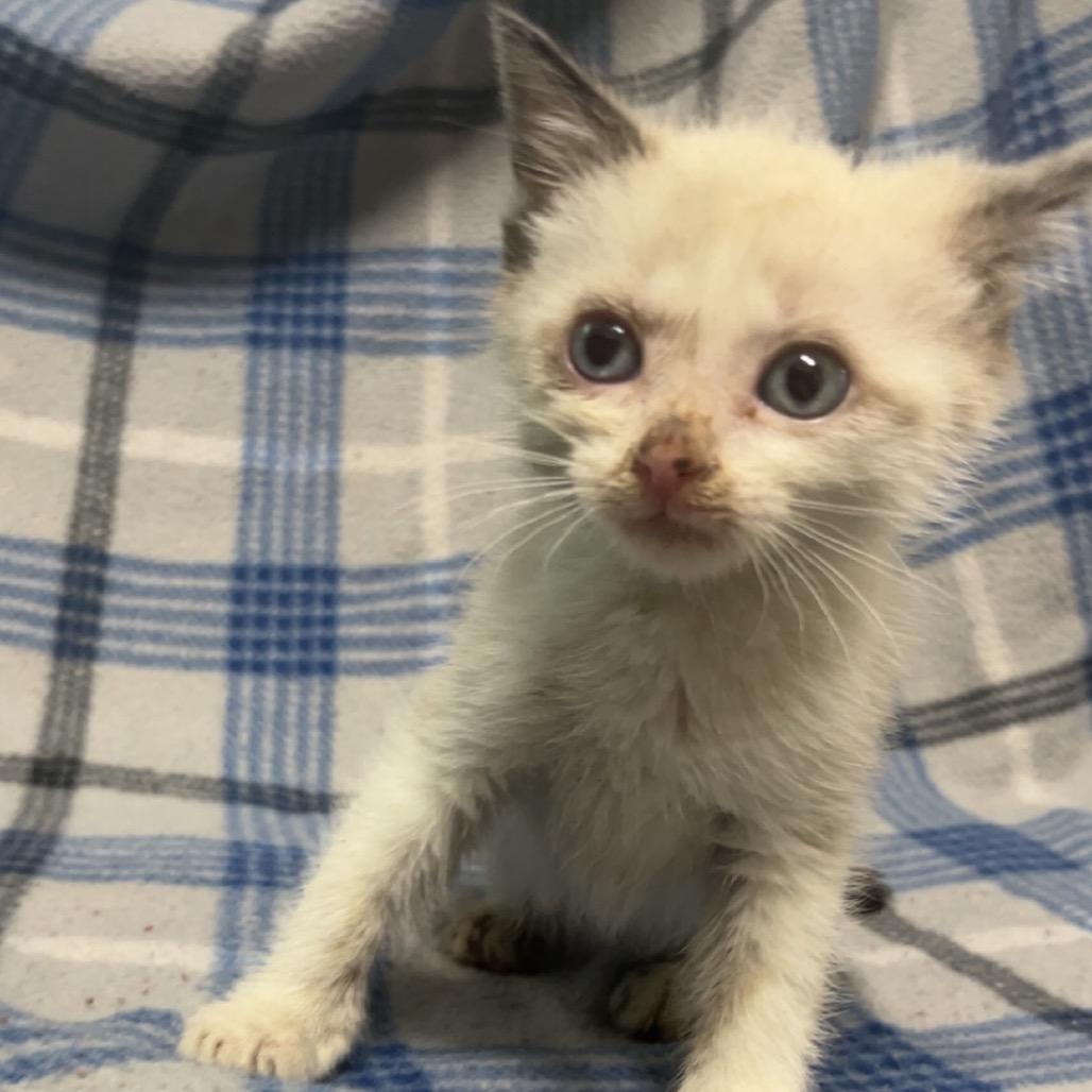 Enlarge Monday 4, a Adoptable Domestic Short Hair in Monroeville, AL image 2/2
