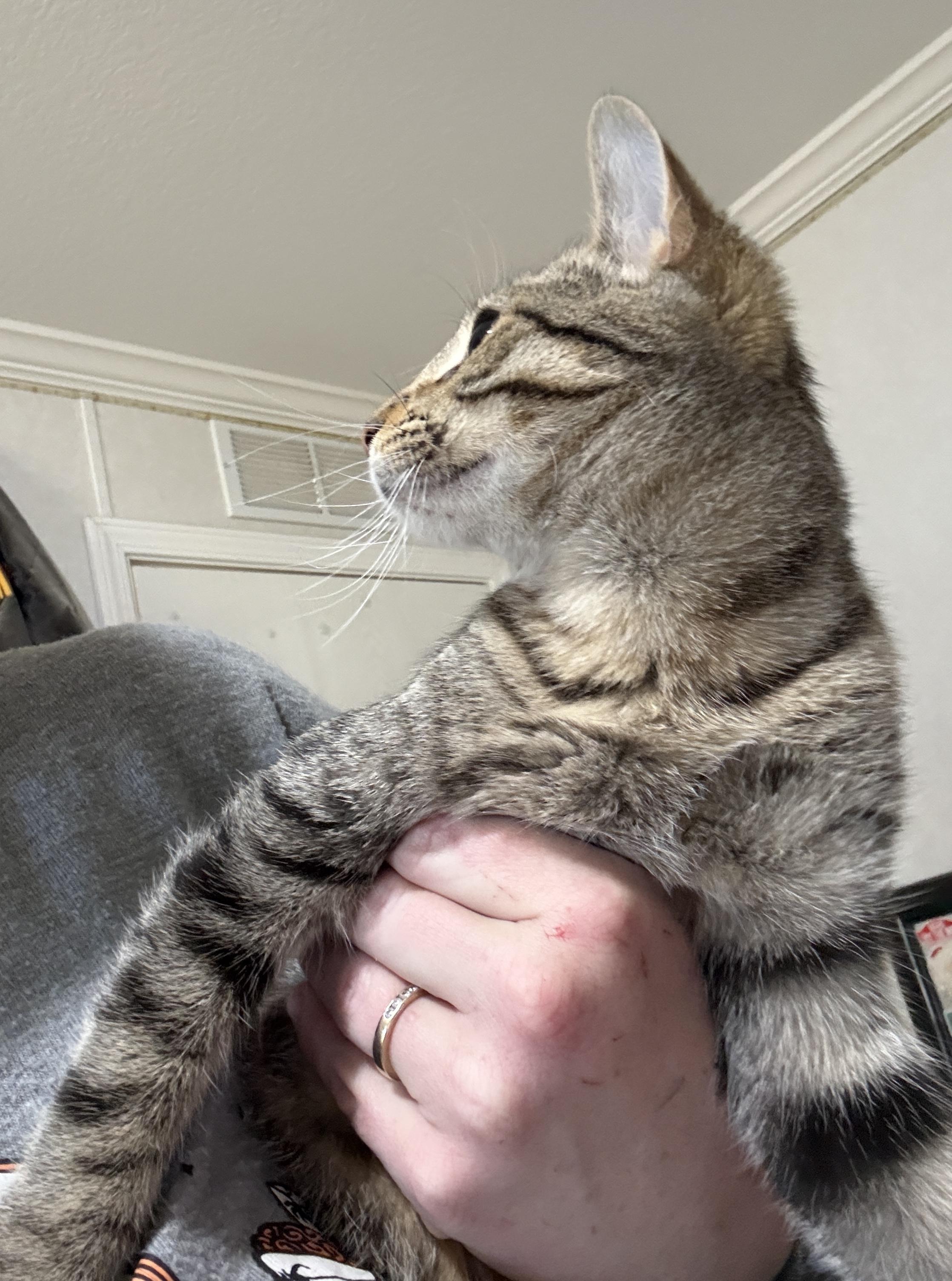 Ambrosia =^.^=, a Adoptable Domestic Short Hair in Jacksonville, FL image 2/3