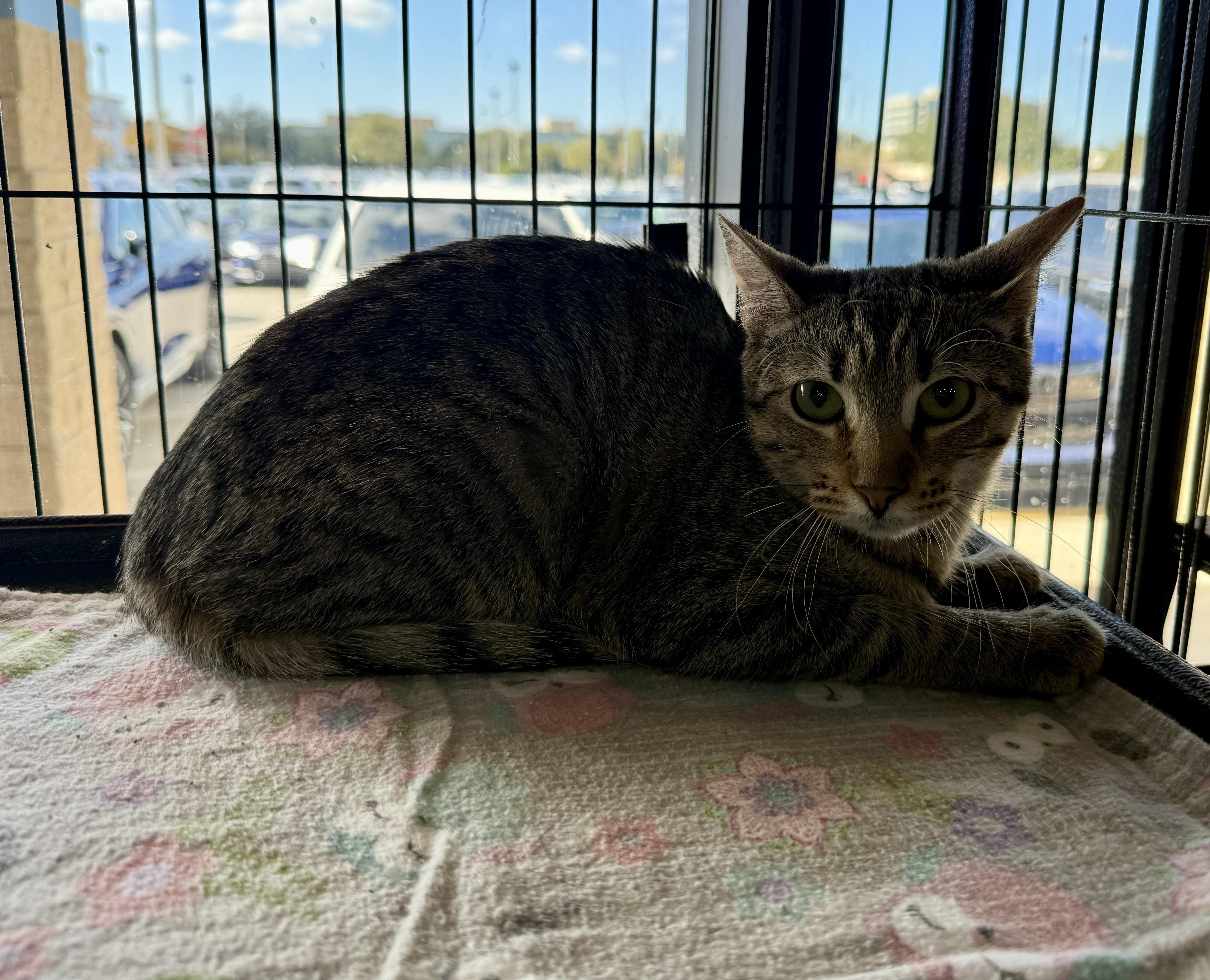 Ambrosia =^.^=, a Adoptable Domestic Short Hair in Jacksonville, FL image 3/3