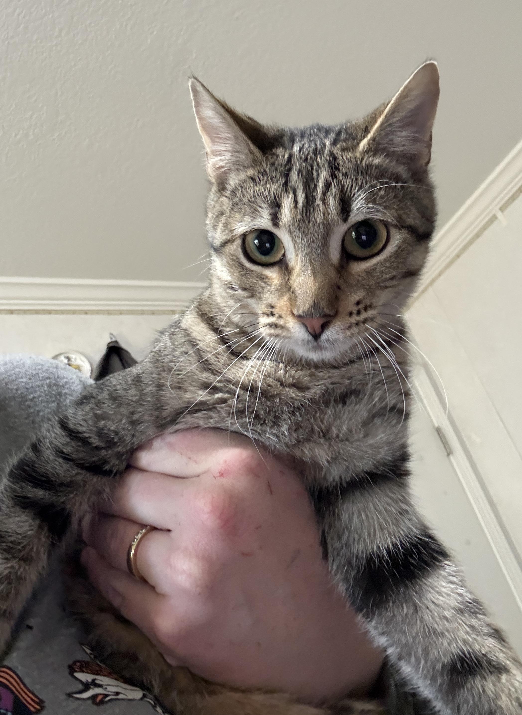 Ambrosia =^.^=