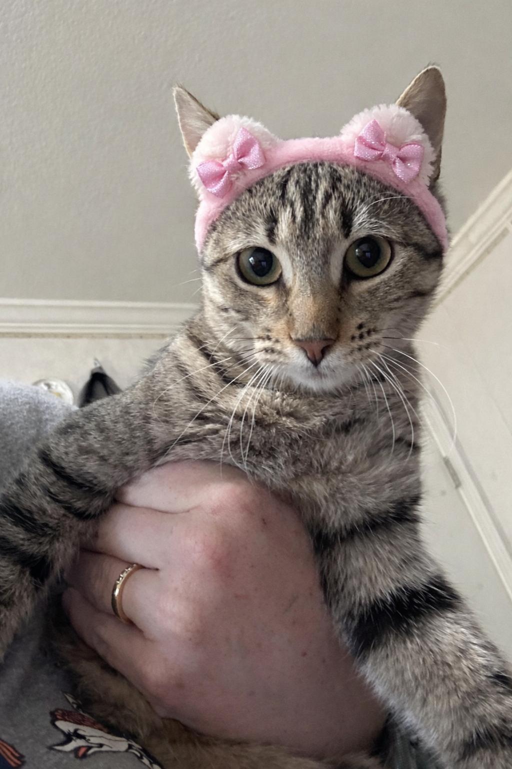 Ambrosia =^.^=, a Adoptable Domestic Short Hair in Jacksonville, FL image 1/3