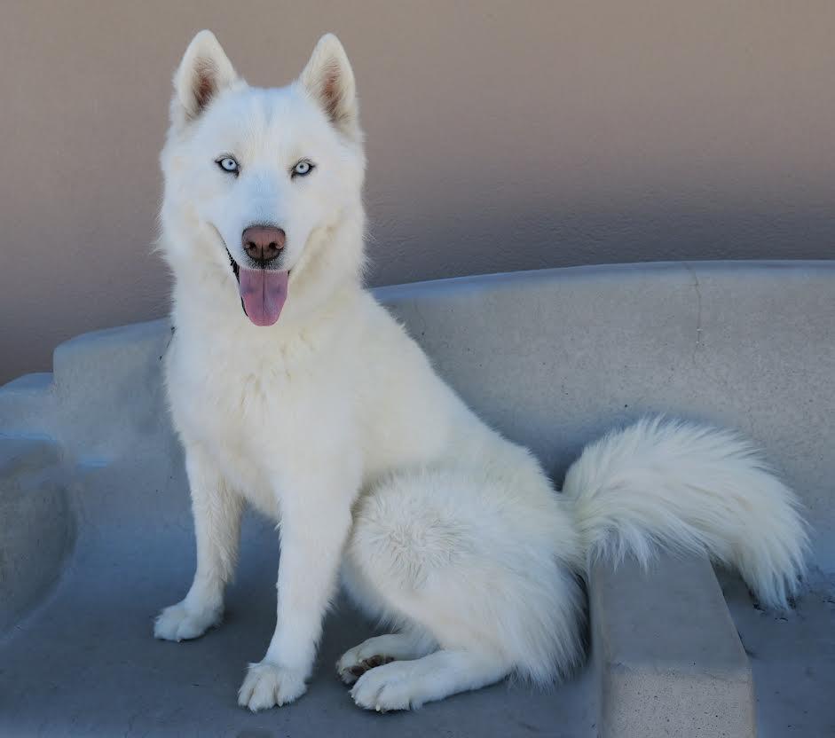 Polo, a Adoptable Husky in Las Vegas, NV image 2/2
