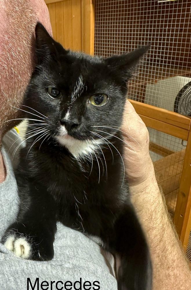 Enlarge Mercedes (Worthington Litter), a Adoptable Domestic Short Hair in Telford, PA image 1/1