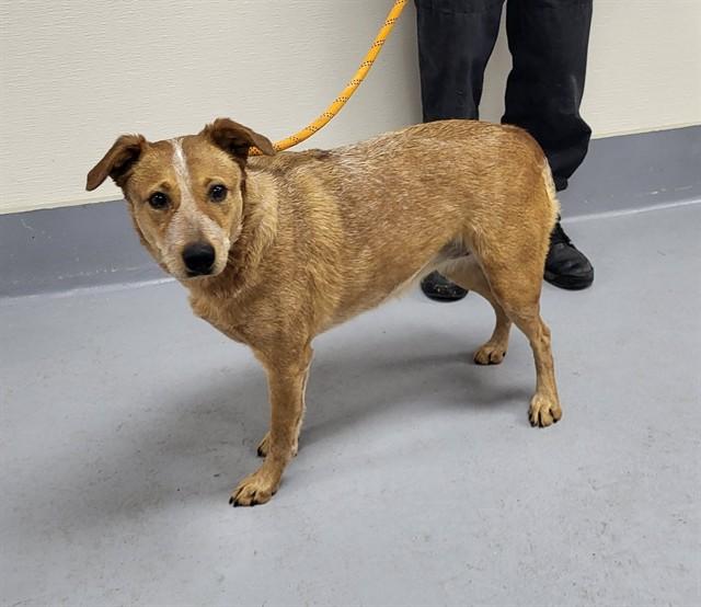 JAZMINE, Adoptable, Young Female Australian Cattle Dog / Blue Heeler.