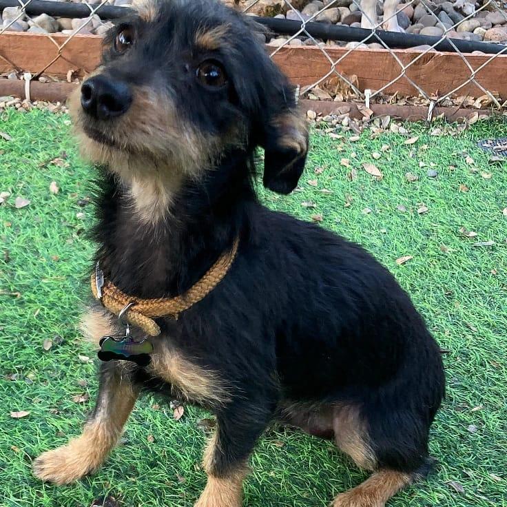 Enlarge BATMAN, an adopted mixed breed in San Juan Capistrano, CA image 3/3