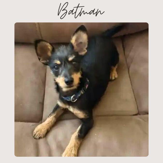 Enlarge BATMAN, an adopted mixed breed in San Juan Capistrano, CA image 1/3