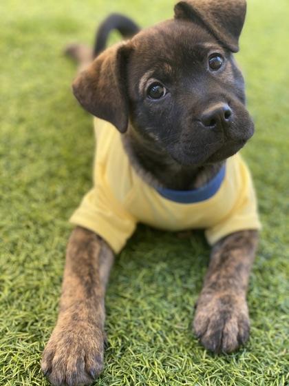 Enlarge MingMing, a Adoptable mixed breed in Picayune, MS image 1/3