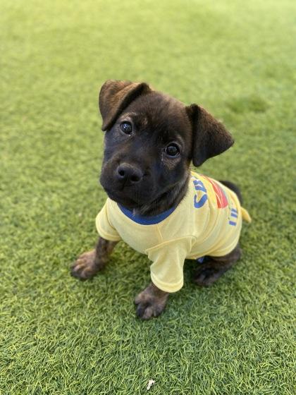 Enlarge MingMing, a Adoptable mixed breed in Picayune, MS image 2/3