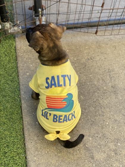 Enlarge MingMing, a Adoptable mixed breed in Picayune, MS image 3/3