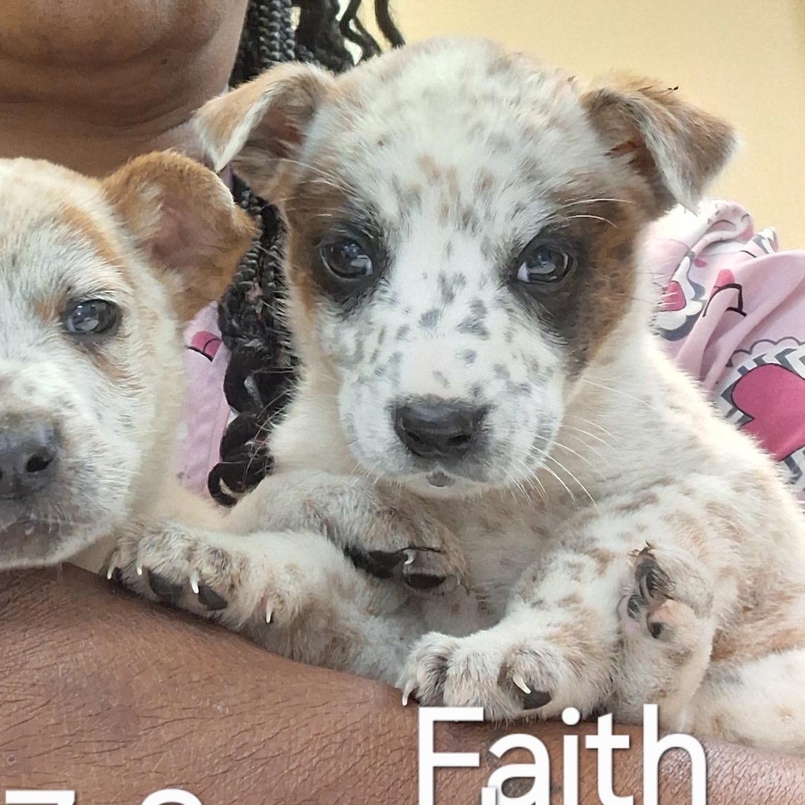 Faith, an adoptable mixed breed in Tylertown, MS image 2/2