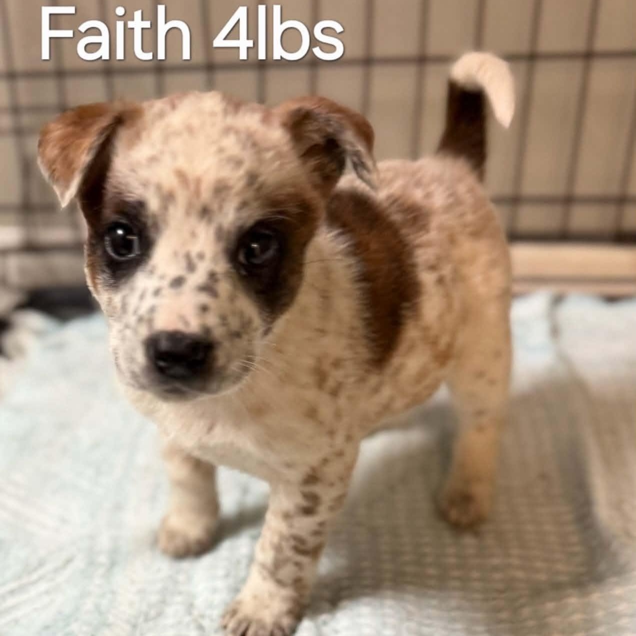 Faith, adoptable, Puppy Female Australian Cattle Dog / Blue Heeler.