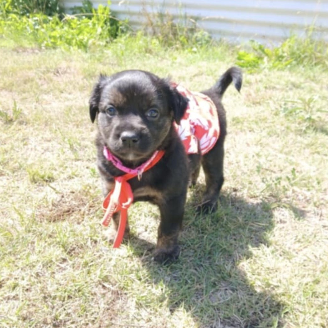 Josephine, Baby Female Chihuahua