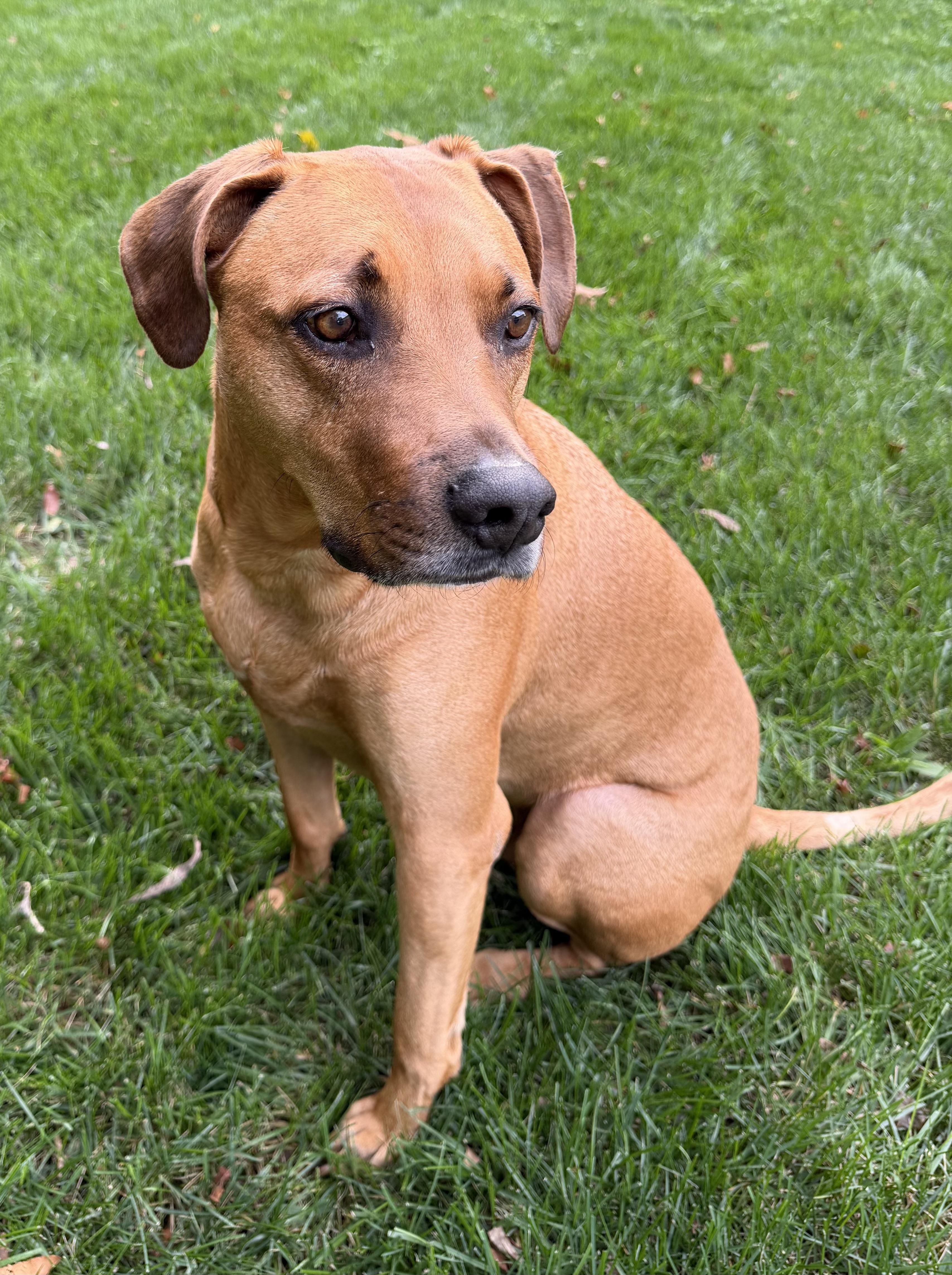 Kobe, Adoptable, Adult Male Plott Hound.