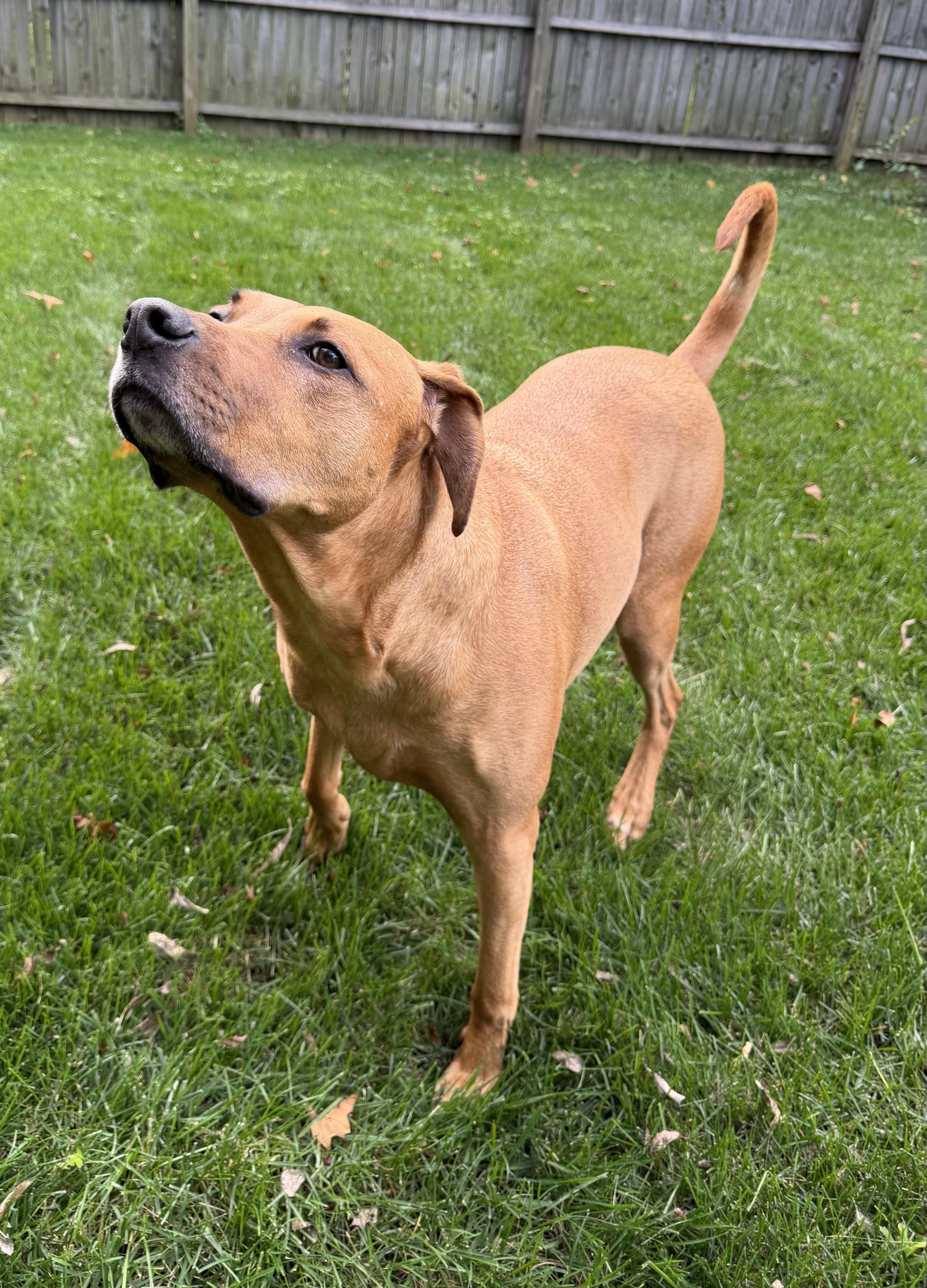 Enlarge Kobe, a Adoptable mixed breed in Waldorf, MD image 2/4