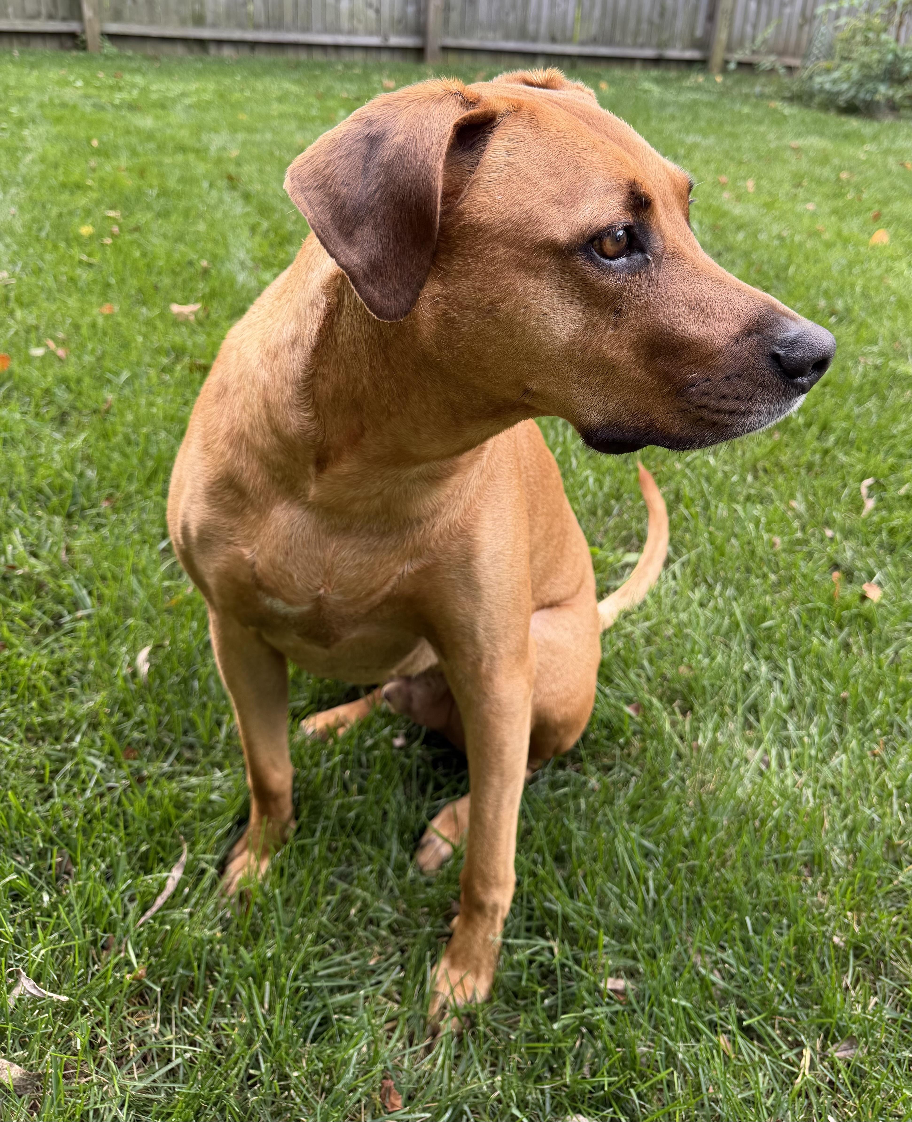 Enlarge Kobe, a Adoptable mixed breed in Waldorf, MD image 3/4