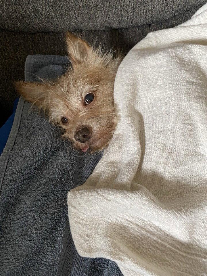 Enlarge Squirt, a Adopted mixed breed in Livonia, MI image 2/3