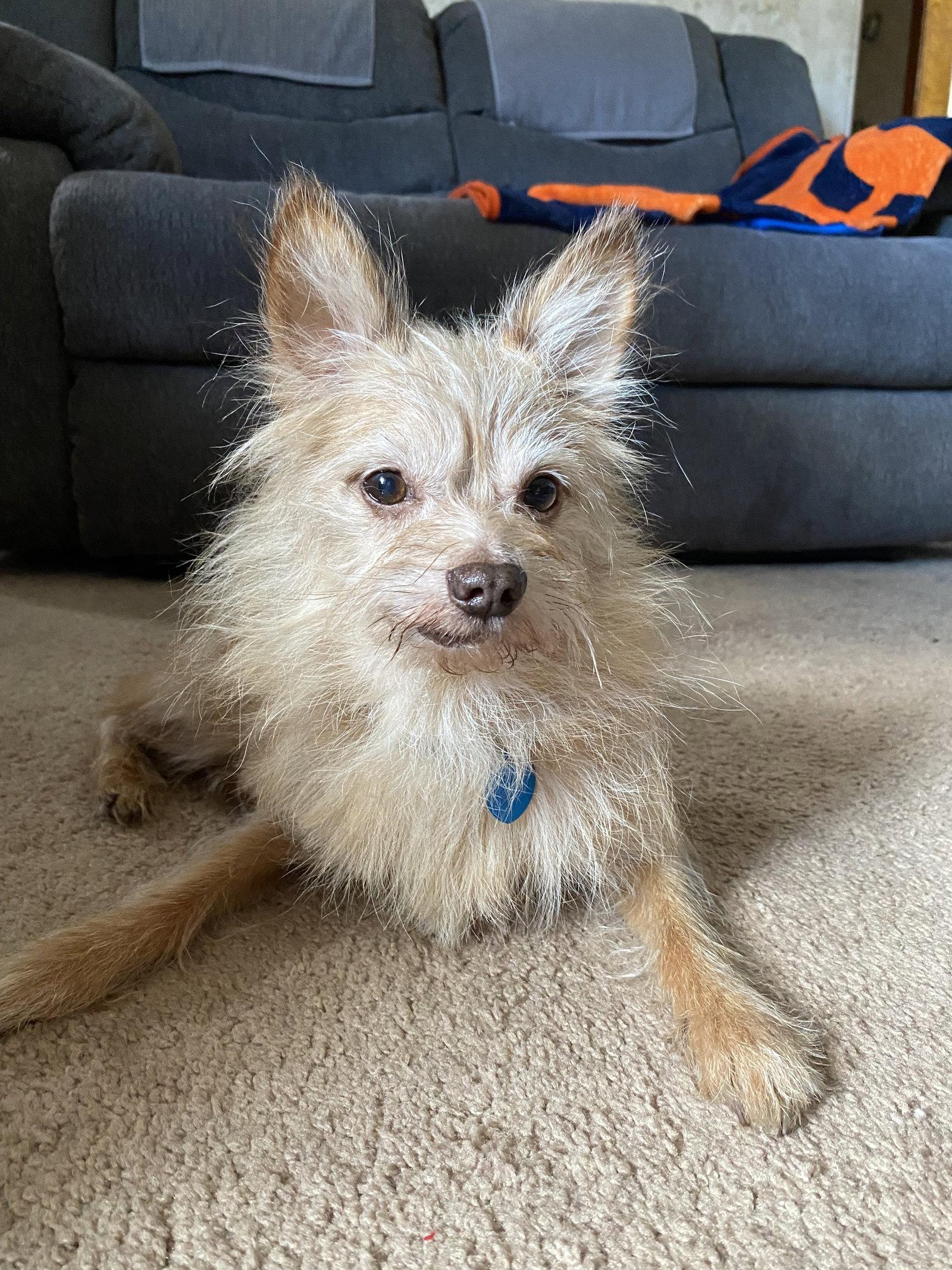 Enlarge Squirt, a Adopted mixed breed in Livonia, MI image 3/3