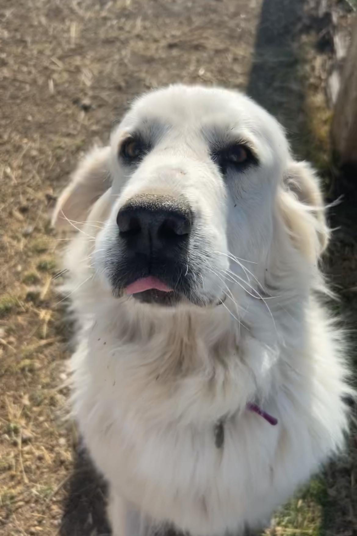 Enlarge Bebe, a Adoptable Great Pyrenees in Grantsville, UT image 1/3