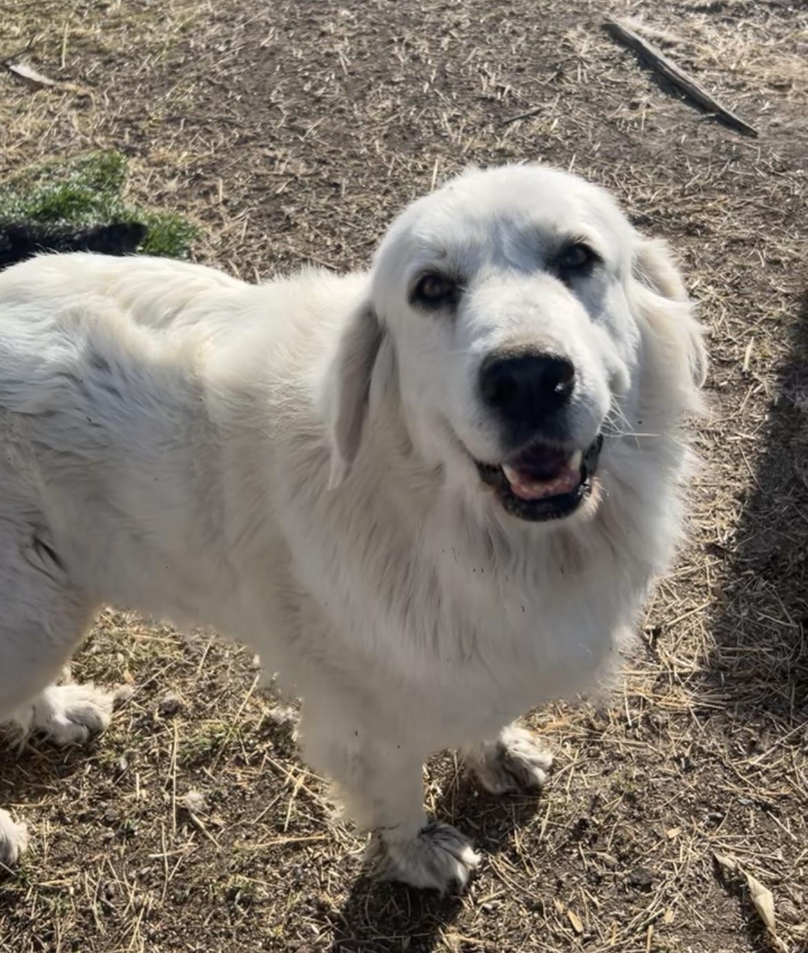Enlarge Bebe, a Adoptable Great Pyrenees in Grantsville, UT image 2/3