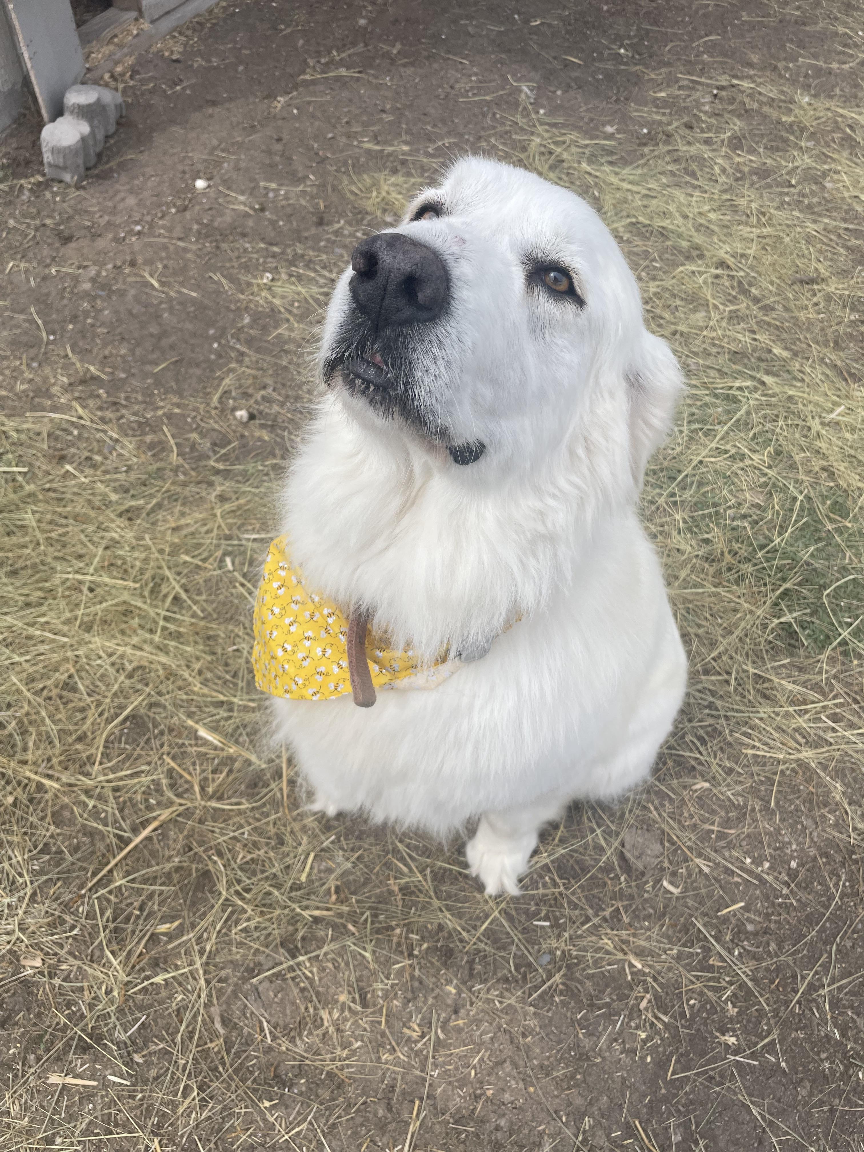 Enlarge Bebe, a Adoptable Great Pyrenees in Grantsville, UT image 3/3