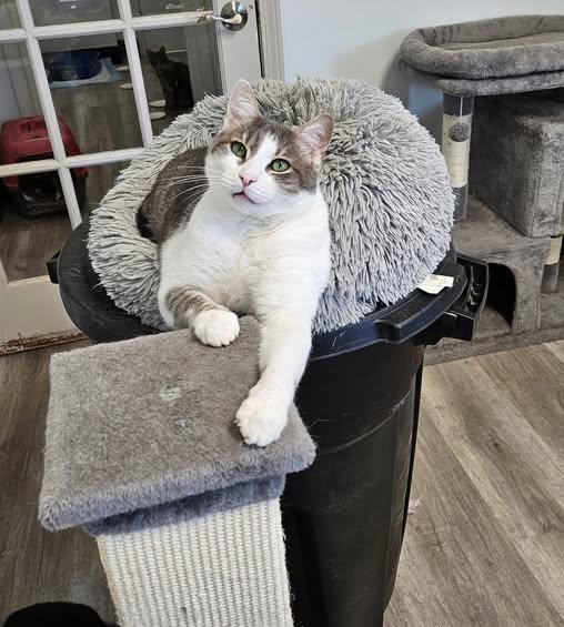 Griffin, Adoptable, Adult Male Domestic Short Hair.