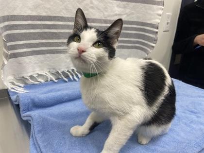 Zoey, Adoptable, Young Female Domestic Short Hair.