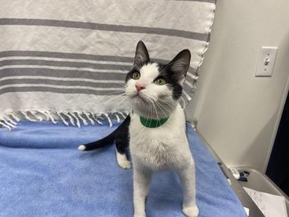 Enlarge Zoey, a Adoptable Domestic Short Hair in Boulder, CO image 2/3