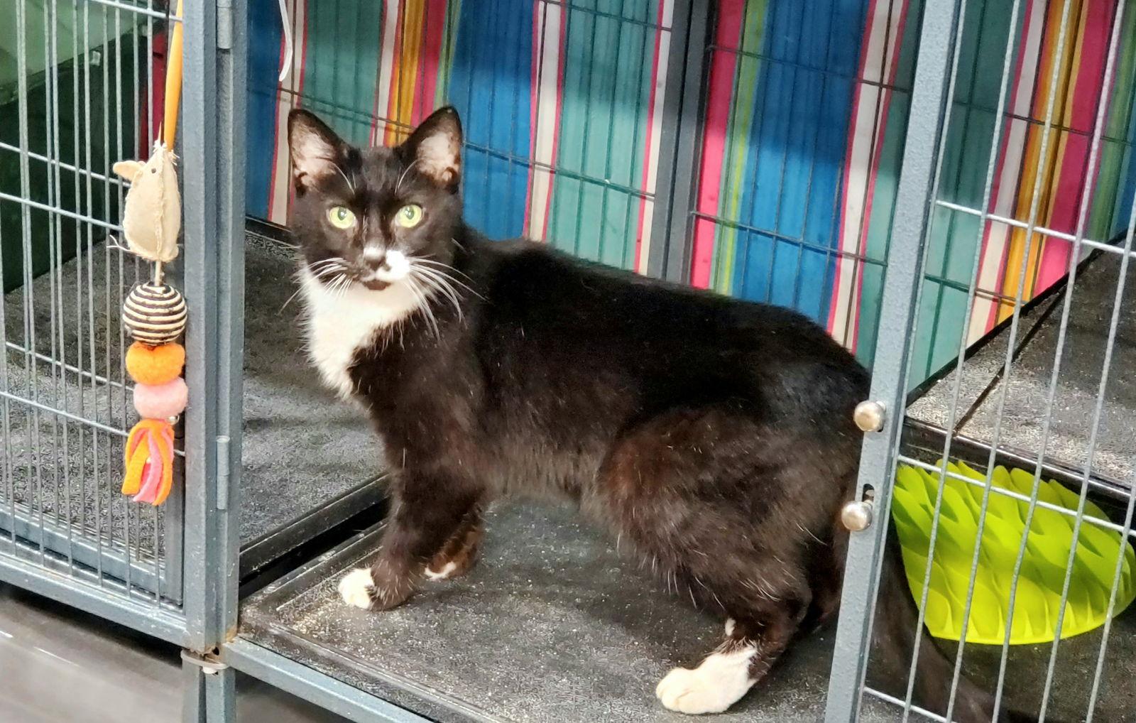 Vienna, a Adoptable mixed breed in Cincinnati, OH image 1/3