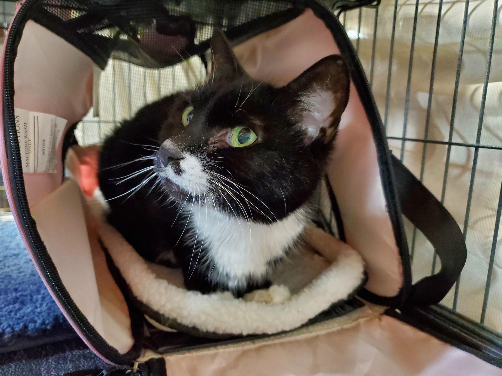 Enlarge Vienna, a Adoptable mixed breed in Cincinnati, OH image 2/3