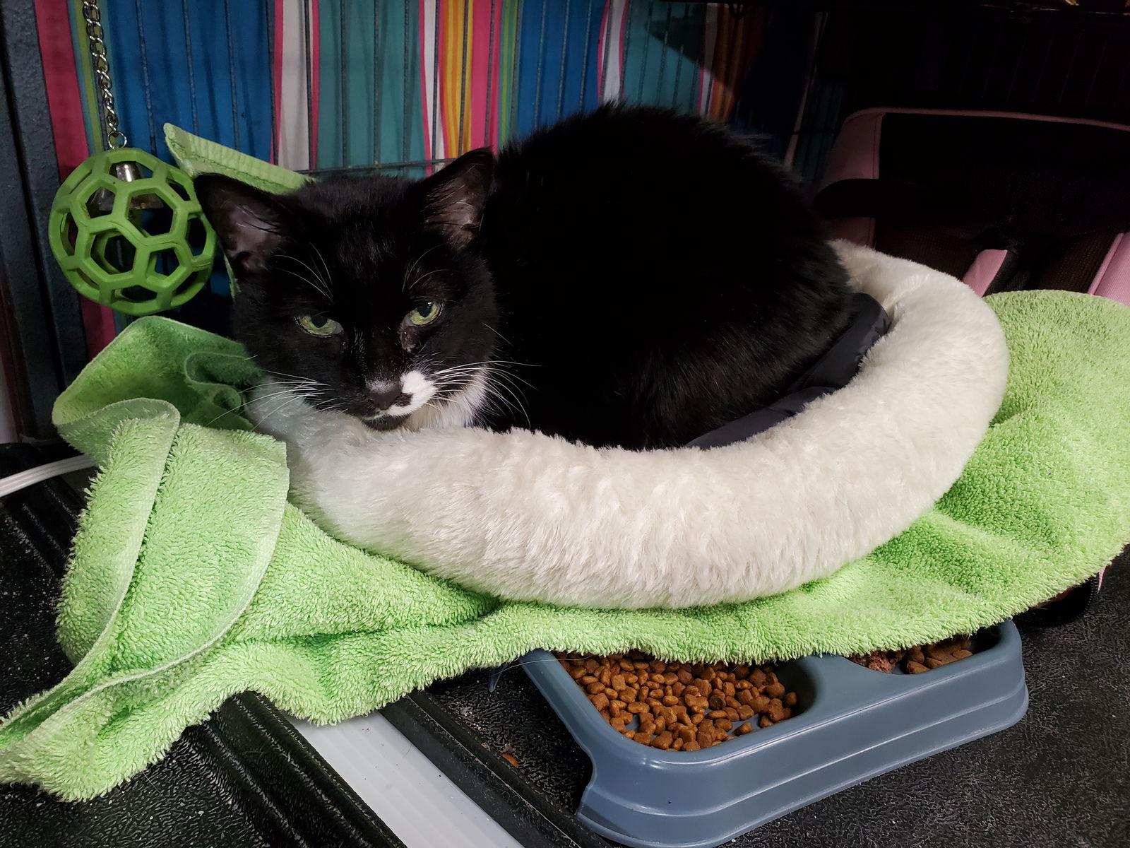 Vienna, a Adoptable mixed breed in Cincinnati, OH image 3/3