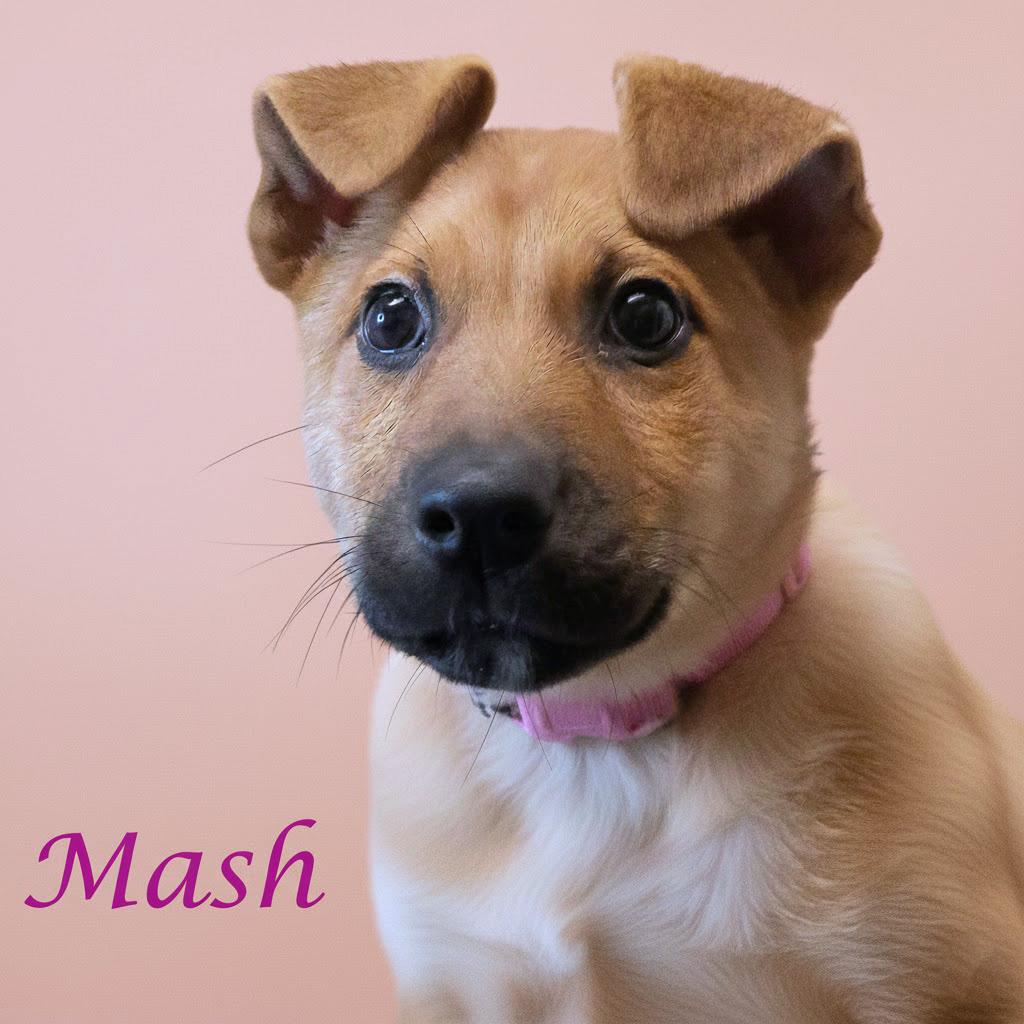 Enlarge Mash D25-211, a Adoptable Mixed Breed in Lebanon, TN image 1/3