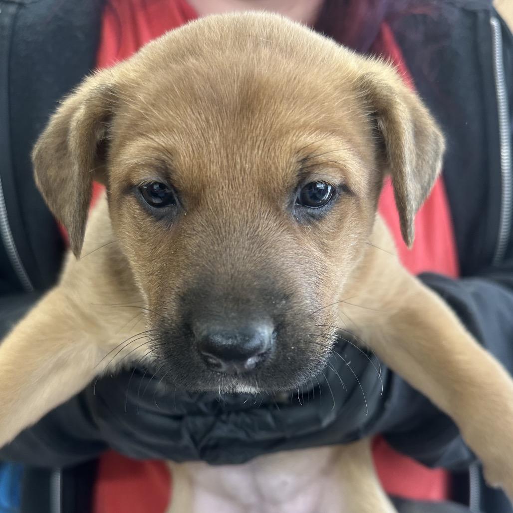 Enlarge Mash D25-211, a Adoptable Mixed Breed in Lebanon, TN image 2/3