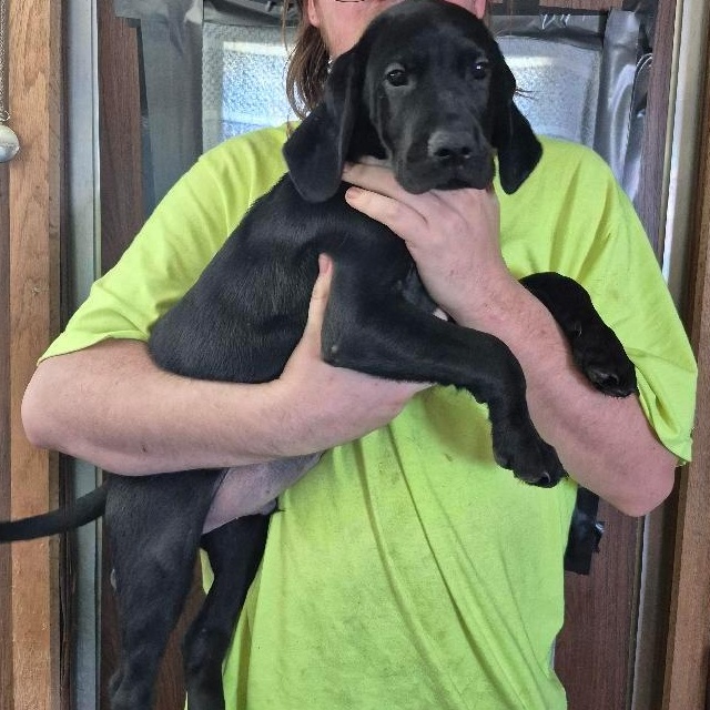 Enlarge Simba, a Adoptable mixed breed in Newfoundland, NJ image 2/3