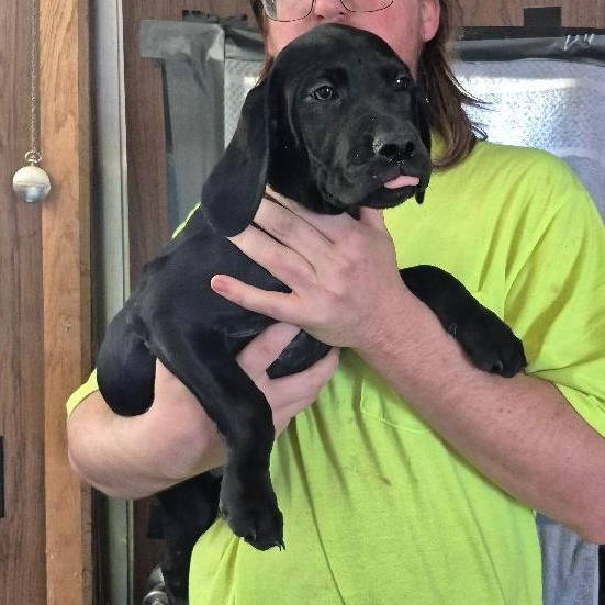 Enlarge Simba, a Adoptable mixed breed in Newfoundland, NJ image 3/3